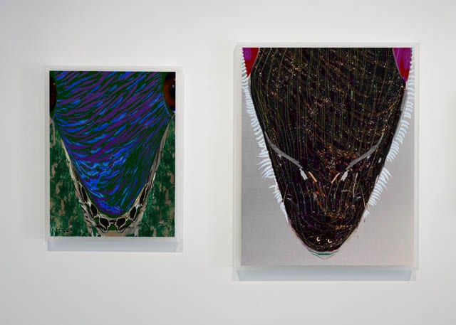 Translation, O'Born Contemporary